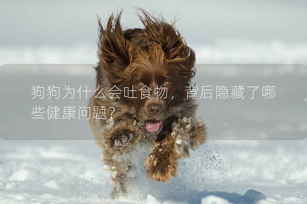狗狗為什么會吐食物，背后隱藏了哪些健康問題？