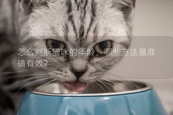 怎么判斷貓咪的年齡，哪些方法最準確有效？