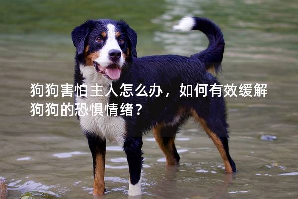 狗狗害怕主人怎么辦，如何有效緩解狗狗的恐懼情緒？