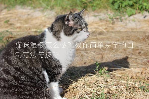 貓咪濕糧怎么做?教你簡單易學的自制方法與技巧 貓咪濕糧怎么做?教你簡單易學的自制方法與技巧