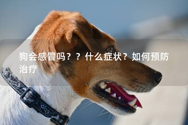 狗會(huì)感冒嗎??什么癥狀?如何預(yù)防治療 狗會(huì)感冒嗎??什么癥狀?如何預(yù)防治療