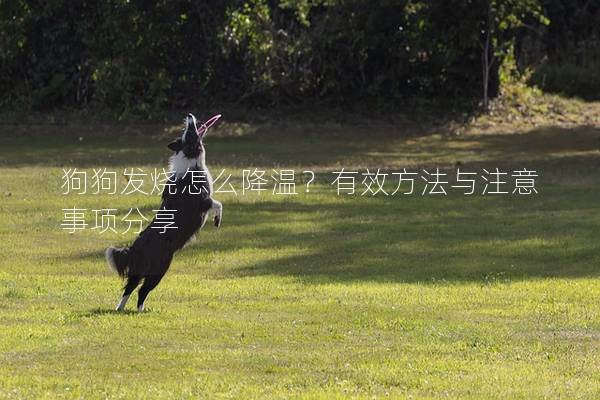 狗狗發燒怎么降溫？有效方法與注意事項分享