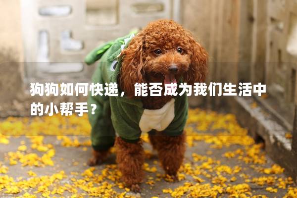 狗狗如何快遞，能否成為我們生活中的小幫手？