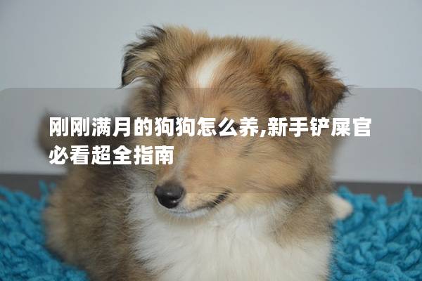 剛剛滿月的狗狗怎么養(yǎng),新手鏟屎官必看超全指南