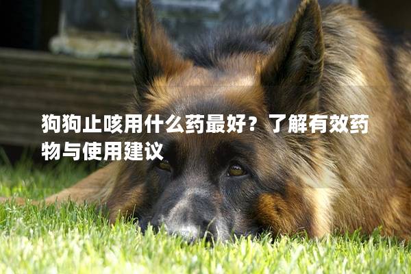 狗狗止咳用什么藥最好？了解有效藥物與使用建議