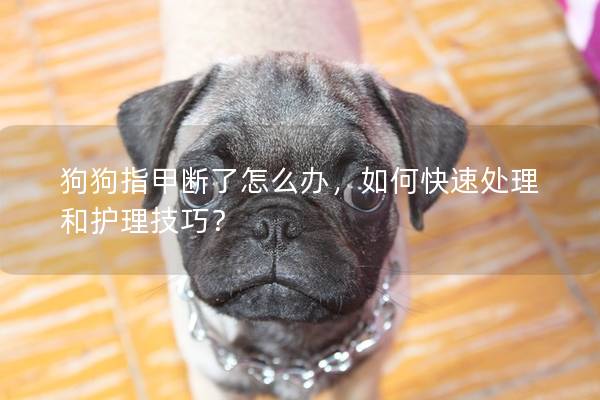 狗狗指甲斷了怎么辦，如何快速處理和護理技巧？