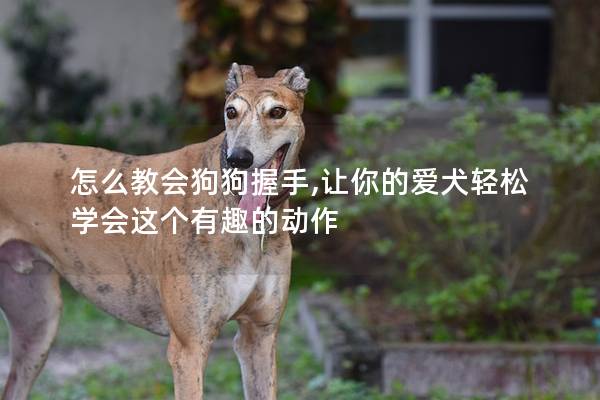 怎么教會狗狗握手,讓你的愛犬輕松學會這個有趣的動作