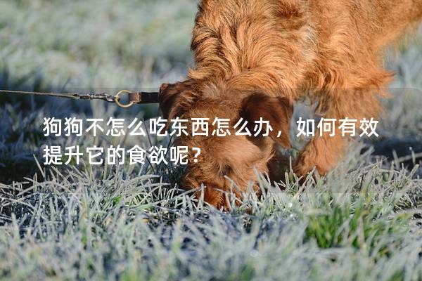 狗狗不怎么吃東西怎么辦，如何有效提升它的食欲呢？