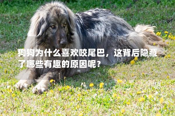 狗狗為什么喜歡咬尾巴，這背后隱藏了哪些有趣的原因呢？