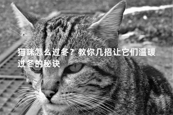 貓咪怎么過冬?教你幾招讓它們溫暖過冬的秘訣 貓咪怎么過冬?教你幾招讓它們溫暖過冬的秘訣