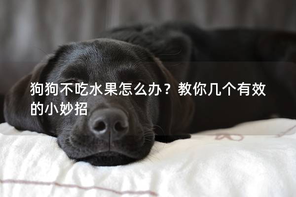 狗狗不吃水果怎么辦？教你幾個有效的小妙招