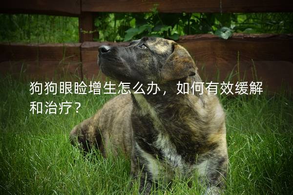 狗狗眼瞼增生怎么辦,如何有效緩解和治療? 狗狗眼瞼增生怎么辦,如何有效緩解和治療?