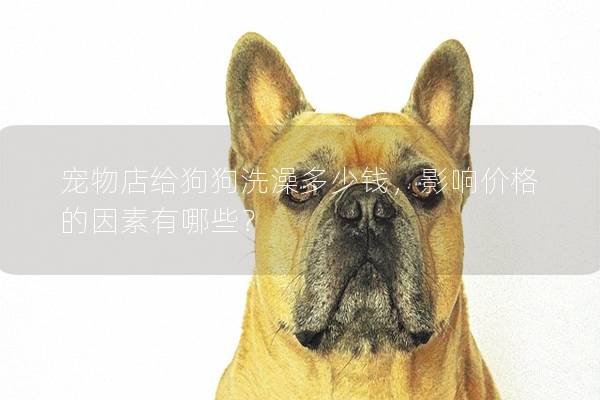 寵物店給狗狗洗澡多少錢，影響價格的因素有哪些？