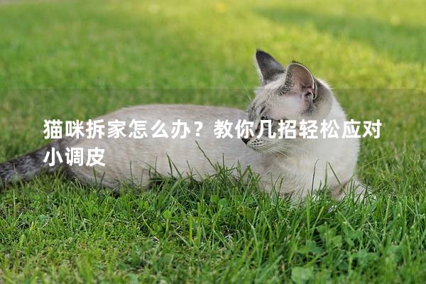 貓咪拆家怎么辦？教你幾招輕松應對小調皮