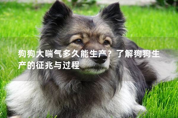 狗狗大喘氣多久能生產？了解狗狗生產的征兆與過程