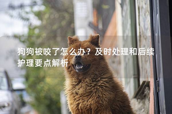 狗狗被咬了怎么辦？及時處理和后續(xù)護理要點解析