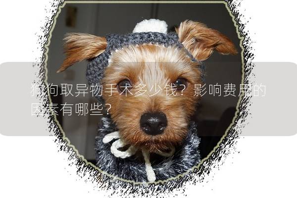 狗狗取異物手術多少錢？影響費用的因素有哪些？