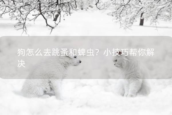 狗怎么去跳蚤和蜱蟲？小技巧幫你解決