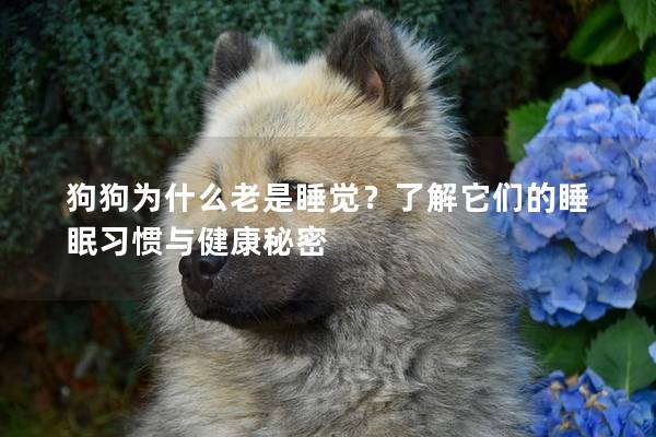 狗狗為什么老是睡覺？了解它們的睡眠習慣與健康秘密