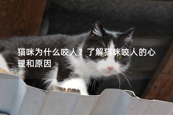 貓咪為什么咬人？了解貓咪咬人的心理和原因