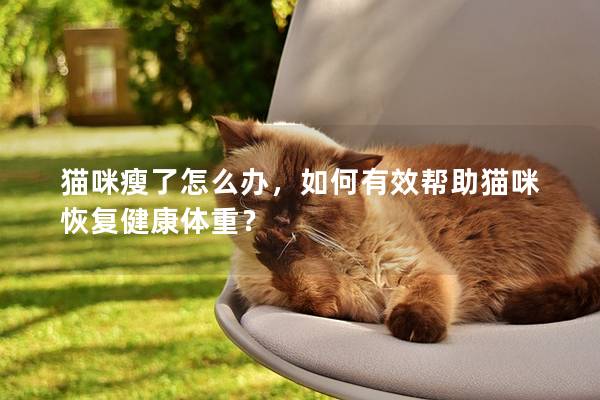 貓咪瘦了怎么辦，如何有效幫助貓咪恢復健康體重？