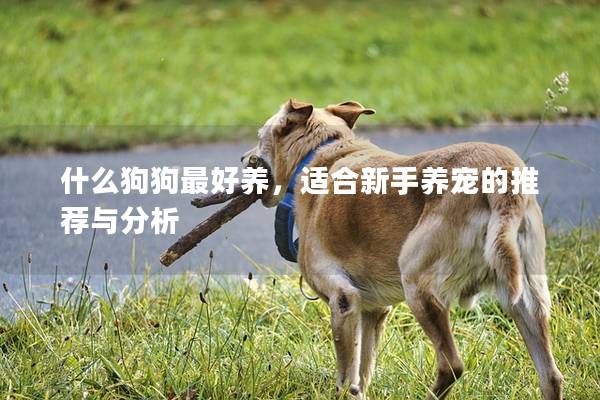 什么狗狗最好養，適合新手養寵的推薦與分析