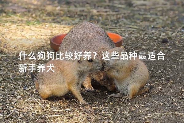 什么狗狗比較好養？這些品種最適合新手養犬