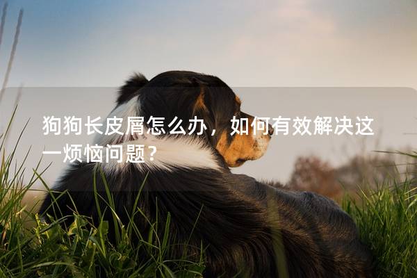 狗狗長(zhǎng)皮屑怎么辦，如何有效解決這一煩惱問(wèn)題？