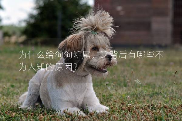 為什么給狗狗斷尾，這背后有哪些不為人知的原因？