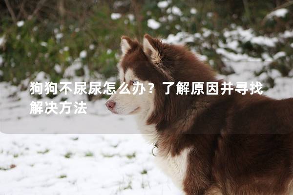 狗狗不尿尿怎么辦？了解原因并尋找解決方法