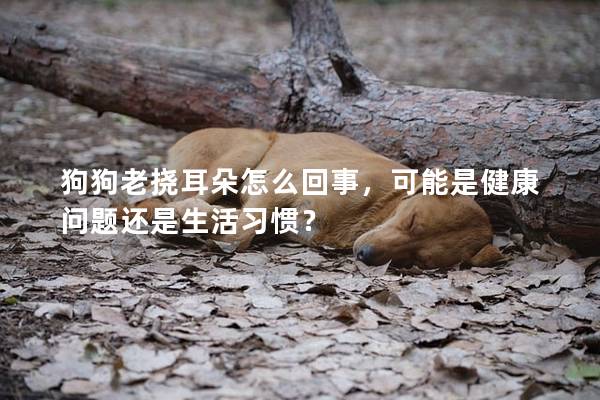 狗狗老撓耳朵怎么回事，可能是健康問題還是生活習慣？