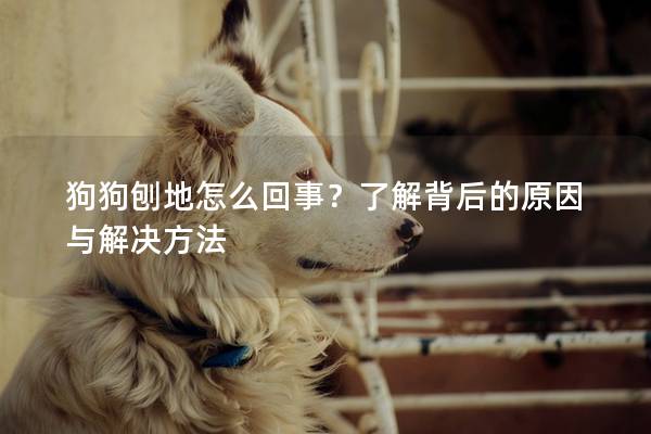 狗狗刨地怎么回事？了解背后的原因與解決方法