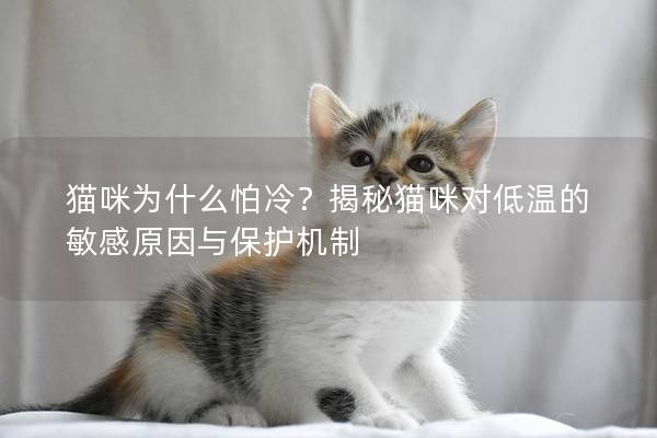 貓咪為什么怕冷？揭秘貓咪對低溫的敏感原因與保護機制