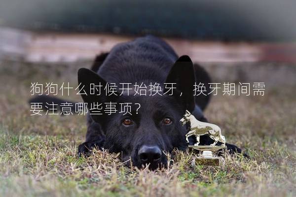 狗狗什么時候開始換牙，換牙期間需要注意哪些事項？