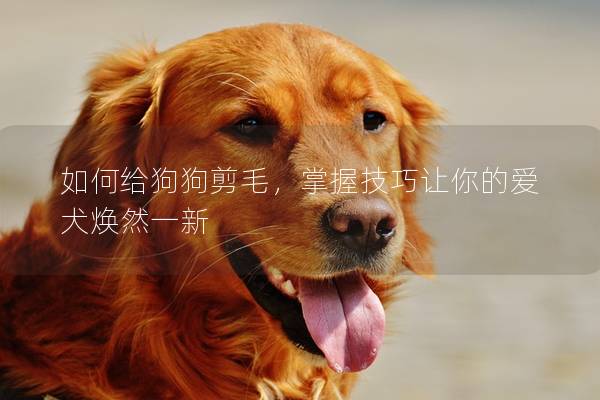如何給狗狗剪毛,掌握技巧讓你的愛(ài)犬煥然一新 如何給狗狗剪毛,掌握技巧讓你的愛(ài)犬煥然一新