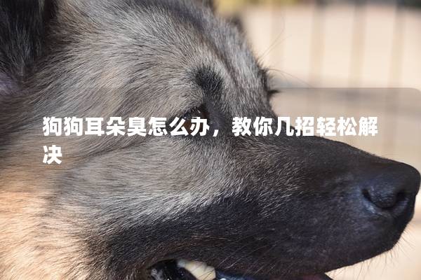 狗狗耳朵臭怎么辦，教你幾招輕松解決