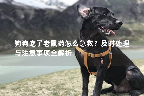 狗狗吃了老鼠藥怎么急救？及時處理與注意事項全解析
