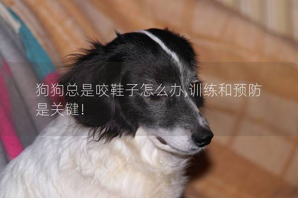 狗狗總是咬鞋子怎么辦,訓練和預防是關鍵!