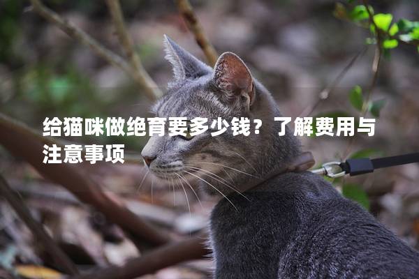 給貓咪做絕育要多少錢？了解費用與注意事項