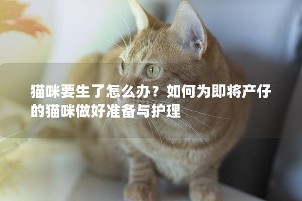 貓咪要生了怎么辦？如何為即將產仔的貓咪做好準備與護理
