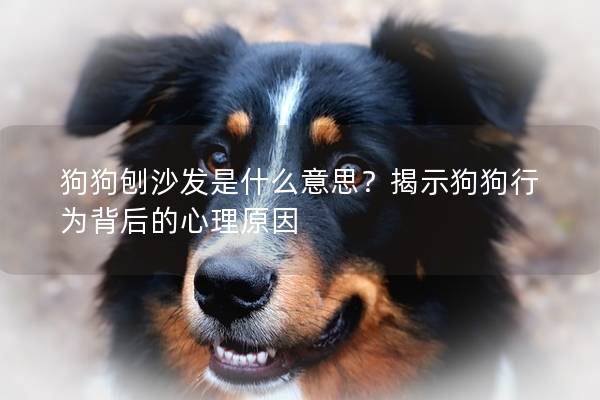 狗狗刨沙發(fā)是什么意思？揭示狗狗行為背后的心理原因