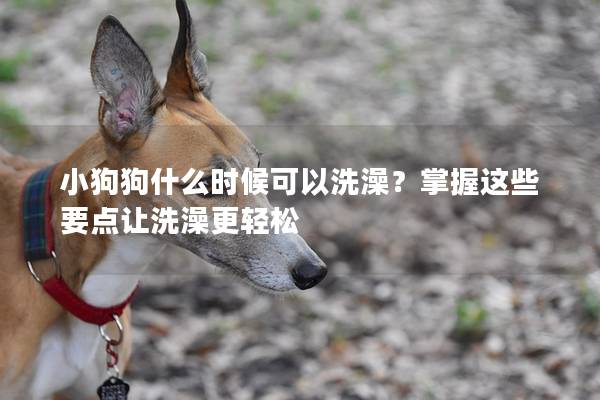 小狗狗什么時候可以洗澡?掌握這些要點讓洗澡更輕松