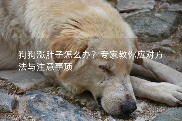 狗狗漲肚子怎么辦？專家教你應(yīng)對方法與注意事項(xiàng)