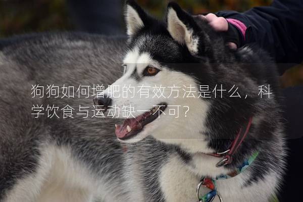 狗狗如何增肥的有效方法是什么，科學(xué)飲食與運(yùn)動缺一不可？