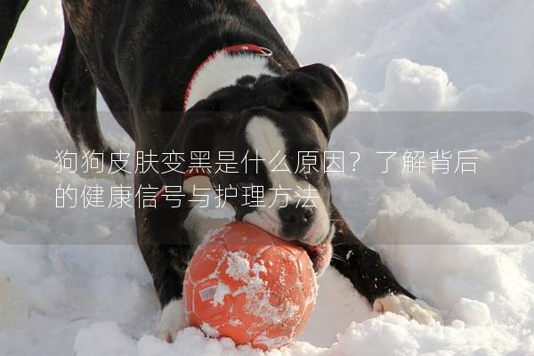 狗狗皮膚變黑是什么原因？了解背后的健康信號與護理方法