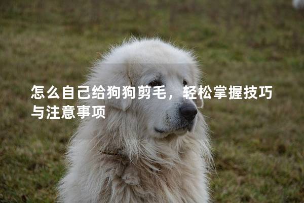怎么自己給狗狗剪毛，輕松掌握技巧與注意事項(xiàng)