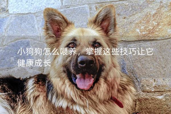 小狗狗怎么喂養,掌握這些技巧讓它健康成長 小狗狗怎么喂養,掌握這些技巧讓它健康成長