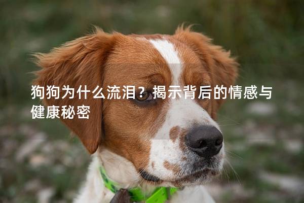 狗狗為什么流淚?揭示背后的情感與健康秘密 狗狗為什么流淚?揭示背后的情感與健康秘密