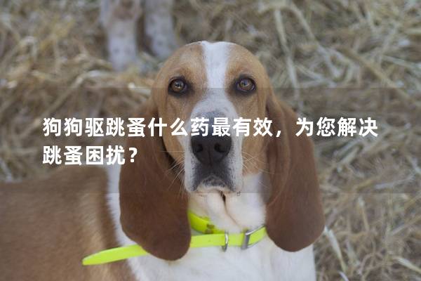 狗狗驅跳蚤什么藥最有效，為您解決跳蚤困擾？