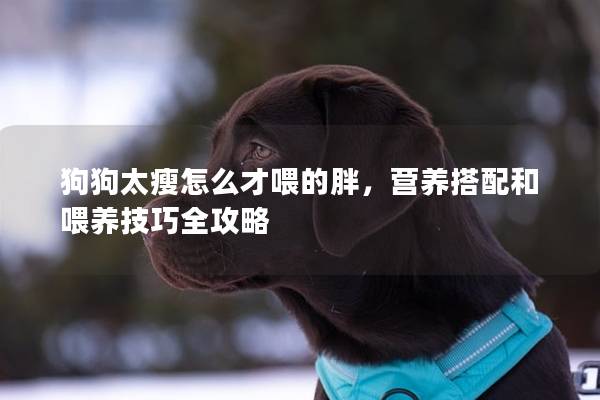 狗狗太瘦怎么才喂的胖,營(yíng)養(yǎng)搭配和喂養(yǎng)技巧全攻略 狗狗太瘦怎么才喂的胖,營(yíng)養(yǎng)搭配和喂養(yǎng)技巧全攻略